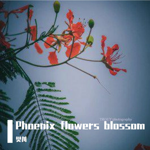 Phoenix flowers blossom