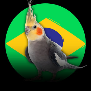 Calopsita - Hino do Brasil (2)