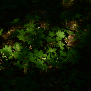 Harmonization of consciousness