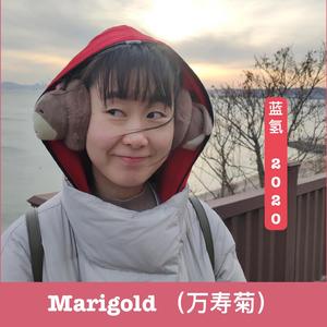 Marigold 万寿菊-中文填词翻唱