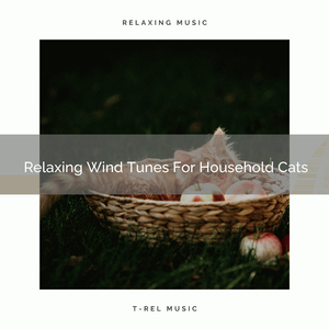Complex Weather Sounds Especially For Your Dear Cats