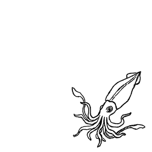 Squid