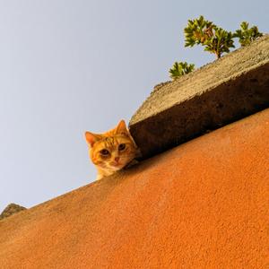 Los gatos de El Sauzal