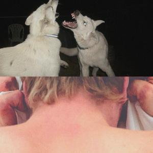 die welt geht vor die hunde