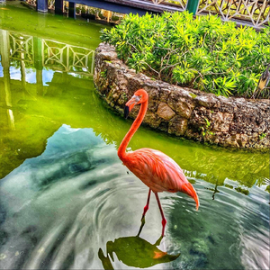 Internacional