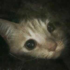 my lifeless body on the floor/its hard to hate you