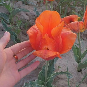 Блаженство