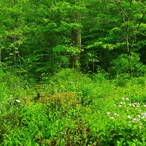 Nature’s Vow