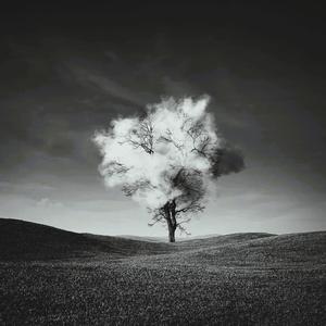 Diffidence