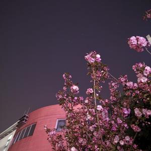 邓丽君-望春风（Boyang Xu remix）