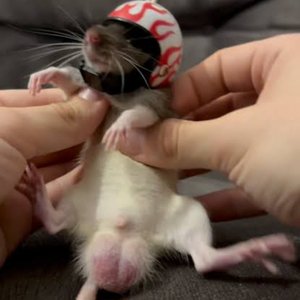 Sigma Boy Remix (Brega Funk)