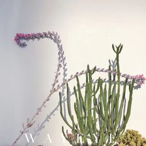 花儿又开了一天