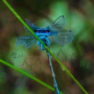 Hollow in C# (Original)