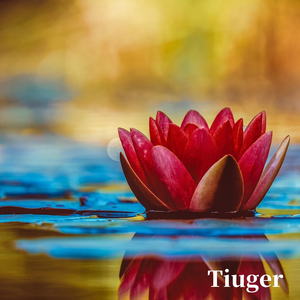 Tiuger