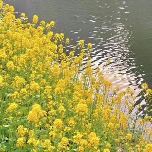 菊瓣随漂(2)
