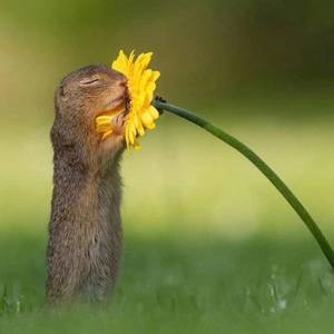 一期一会（翻自 周深）