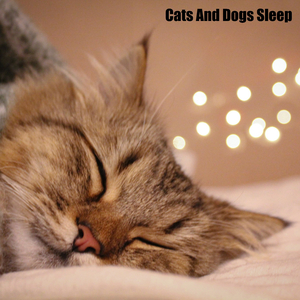 Sleepy Dogs (feat. Music For Cats, World of cat's & Музыка для кошек)