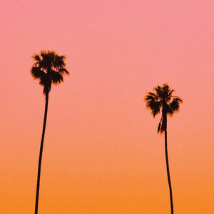 Palm Dreams