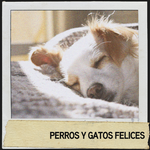 Calma y descansa a tu gato