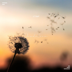민들레 (Dandelion)
