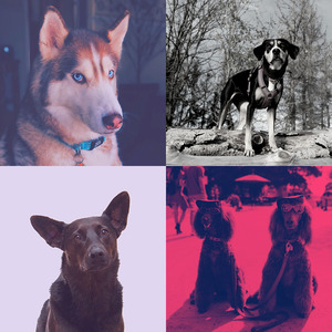 抚慰的可爱的狗回忆