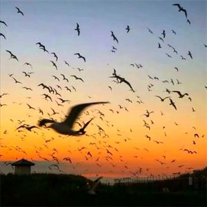 睡前放松 流水助眠