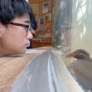 やんばるくいなは飛ばない
