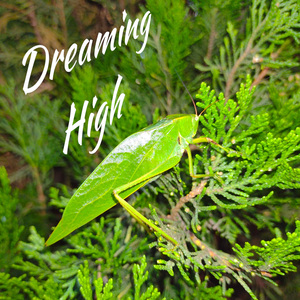 Dreaming High (Rework)