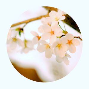 樱花樱花想见你（Cover ：高野健一）