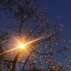 再见深海（小提琴）