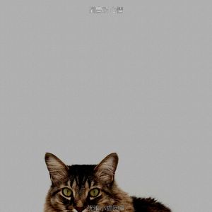 诗意的可爱猫咪节奏