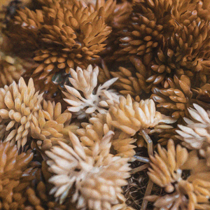 Long Distance Runner