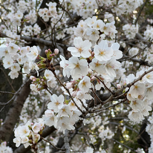 桜咲く、舞い散るように