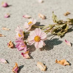 花败会再开 (Cola & 莫叫姐姐 Remix)