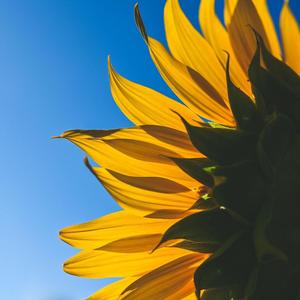 Elegy of the Heartstrings心弦的哀歌