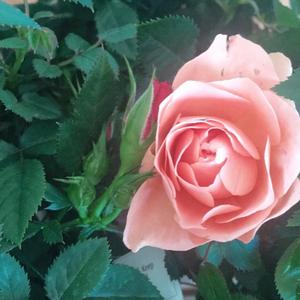 March 20th and TheTaurus