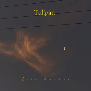 Tulipán