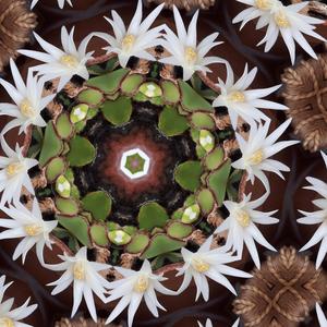 A rhythm of wakefulness, divine