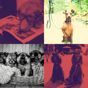 有趣训练犬情怀