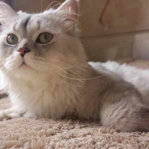 麦兜响当当（Cover 邵夷贝）