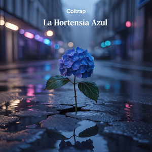 La Hortensia Azul