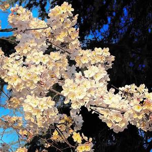 自从你去年秋天走后