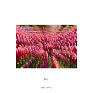 Tulip