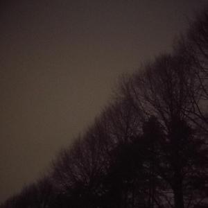 Black Light Emerging From The Depths of Northern Marshes