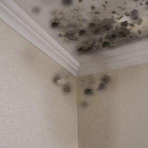 mold