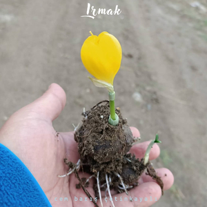 Irmak