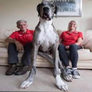 great dane (feat. 30013)