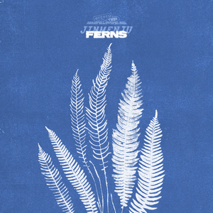 Ferns