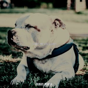 一尘不染小狗印象数
