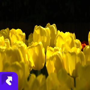 龙吟芒草(1) (现场)